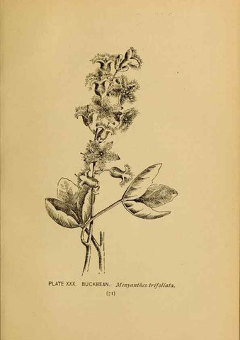Reproducción/Reproduction 31911457687: A guide to the wild flowers.. New York,F. A. Stokes[1899]. 