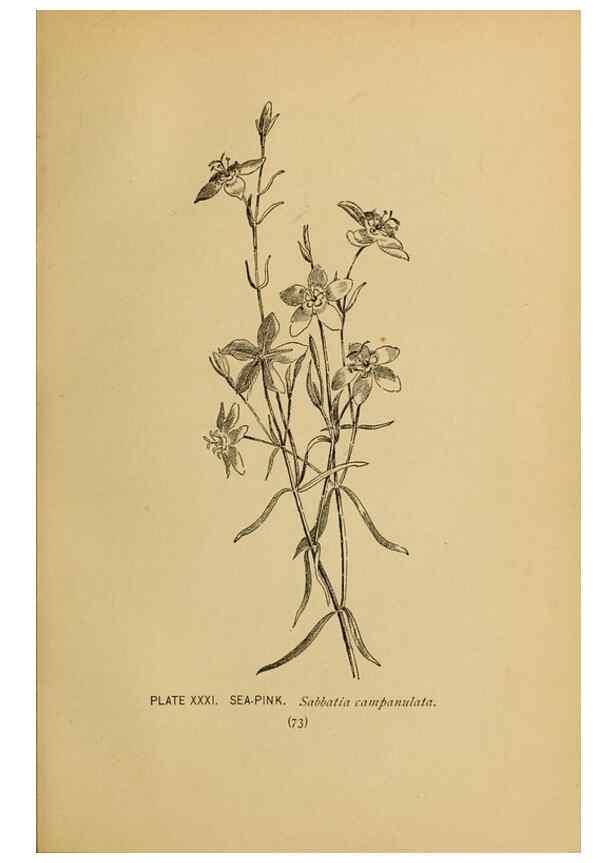 Reproducción/Reproduction 46800714022: A guide to the wild flowers.. New York,F. A. Stokes[1899]. 
