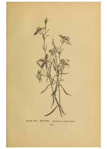 Reproducción/Reproduction 46800714022: A guide to the wild flowers.. New York,F. A. Stokes[1899]. 