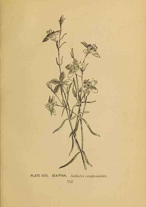 Reproducción/Reproduction 46800714022: A guide to the wild flowers.. New York,F. A. Stokes[1899]. 