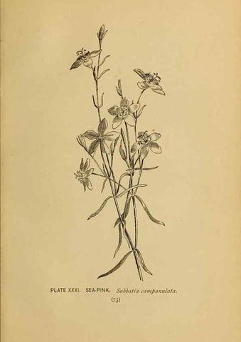 Reproducción/Reproduction 46800714022: A guide to the wild flowers.. New York,F. A. Stokes[1899]. 