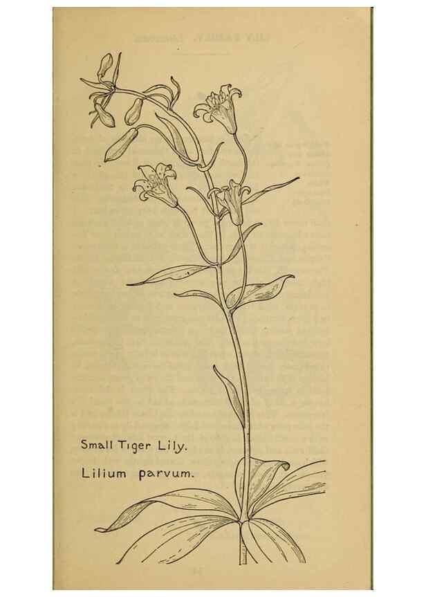 Reproducción/Reproduction 46800714062: Field book of western wild flowers /. New York :Putnam,1915.. 