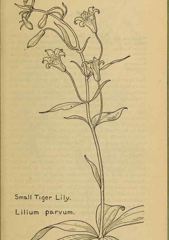 Reproducción/Reproduction 46800714062: Field book of western wild flowers /. New York :Putnam,1915.. 