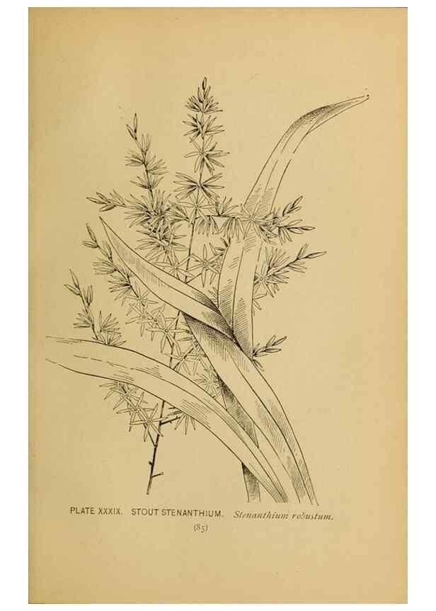 Reproducción/Reproduction 46800719322: A guide to the wild flowers.. New York,F. A. Stokes[1899]. 