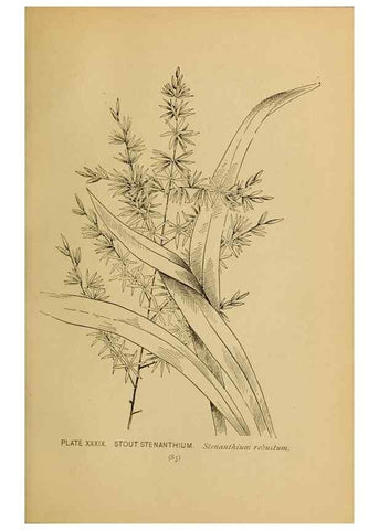 Reproducción/Reproduction 46800719322: A guide to the wild flowers.. New York,F. A. Stokes[1899]. 
