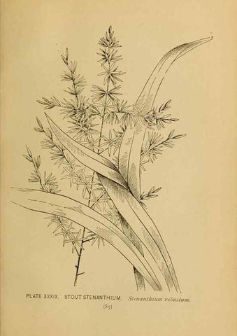 Reproducción/Reproduction 46800719322: A guide to the wild flowers.. New York,F. A. Stokes[1899]. 