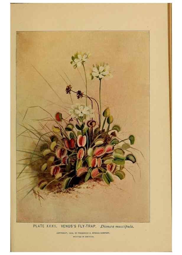 Reproducción/Reproduction 46127700234: A guide to the wild flowers.. New York,F. A. Stokes[1899]. 