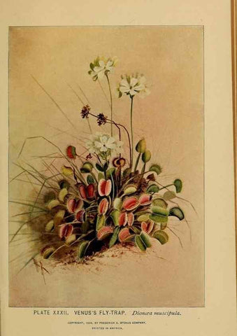 Reproducción/Reproduction 46127700234: A guide to the wild flowers.. New York,F. A. Stokes[1899]. 