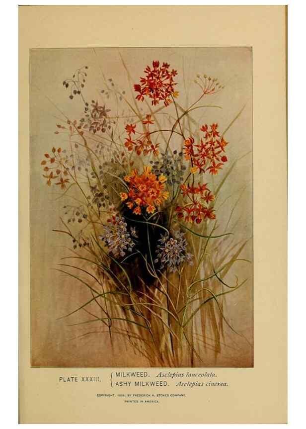 Reproducción/Reproduction 46127701134: A guide to the wild flowers.. New York,F. A. Stokes[1899]. 