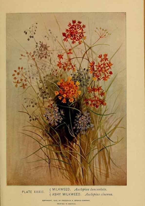 Reproducción/Reproduction 46127701134: A guide to the wild flowers.. New York,F. A. Stokes[1899]. 