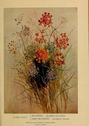Reproducción/Reproduction 46127701134: A guide to the wild flowers.. New York,F. A. Stokes[1899]. 