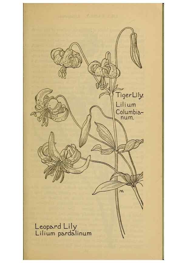 Reproducción/Reproduction 31911460367: Field book of western wild flowers /. New York :Putnam,1915.. 