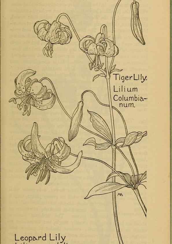Reproducción/Reproduction 31911460367: Field book of western wild flowers /. New York :Putnam,1915.. 