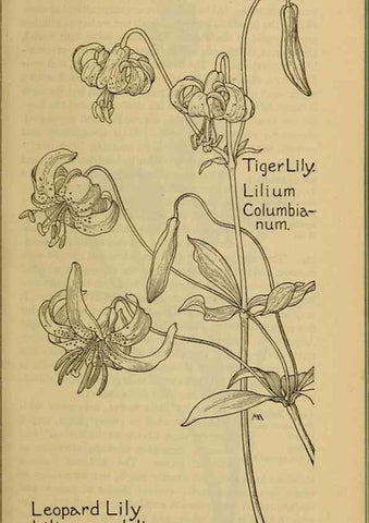 Reproducción/Reproduction 31911460367: Field book of western wild flowers /. New York :Putnam,1915.. 