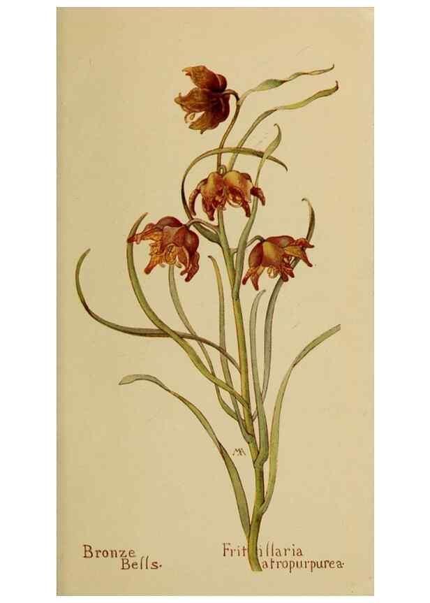 Reproducción/Reproduction 46800716562: Field book of western wild flowers /. New York :Putnam,1915.. 