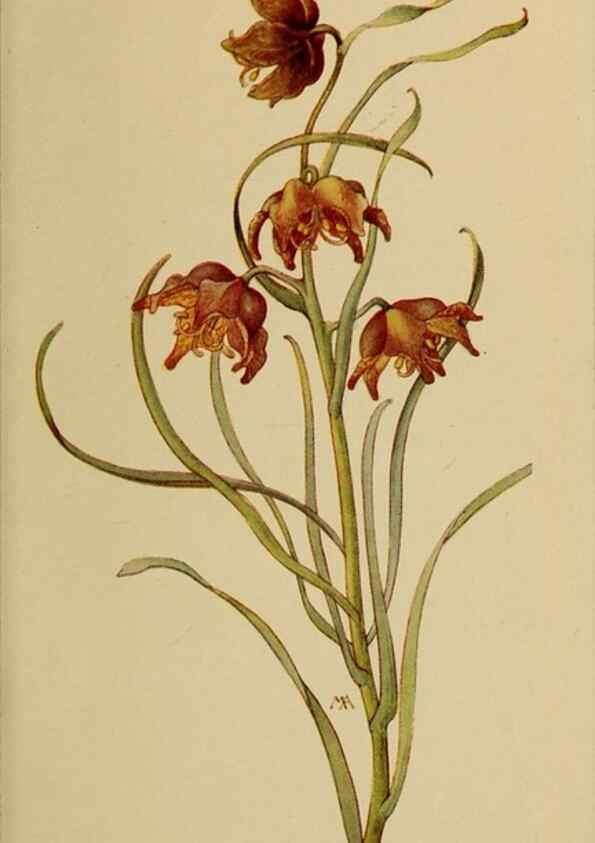 Reproducción/Reproduction 46800716562: Field book of western wild flowers /. New York :Putnam,1915.. 