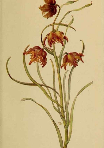 Reproducción/Reproduction 46800716562: Field book of western wild flowers /. New York :Putnam,1915.. 
