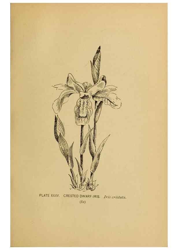 Reproducción/Reproduction 31911461717: A guide to the wild flowers.. New York,F. A. Stokes[1899]. 