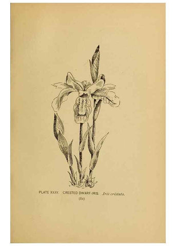 Reproducción/Reproduction 31911461717: A guide to the wild flowers.. New York,F. A. Stokes[1899]. 