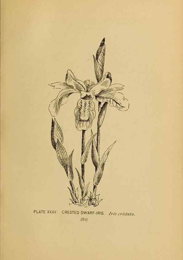 Reproducción/Reproduction 31911461717: A guide to the wild flowers.. New York,F. A. Stokes[1899]. 
