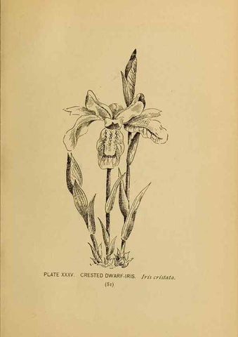 Reproducción/Reproduction 31911461717: A guide to the wild flowers.. New York,F. A. Stokes[1899]. 