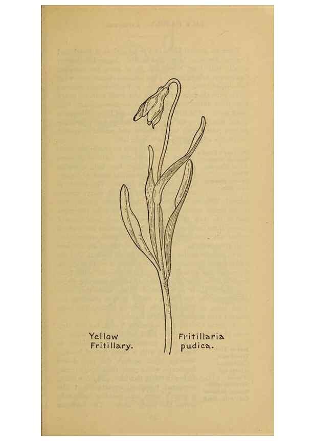 Reproducción/Reproduction 45938155995: Field book of western wild flowers /. New York :Putnam,1915.. 