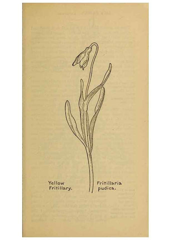 Reproducción/Reproduction 45938155995: Field book of western wild flowers /. New York :Putnam,1915.. 