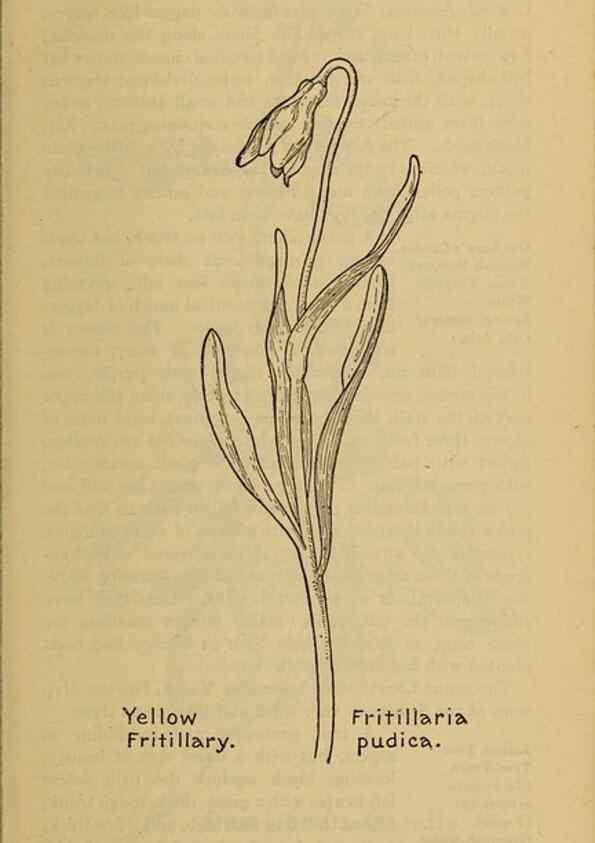 Reproducción/Reproduction 45938155995: Field book of western wild flowers /. New York :Putnam,1915.. 