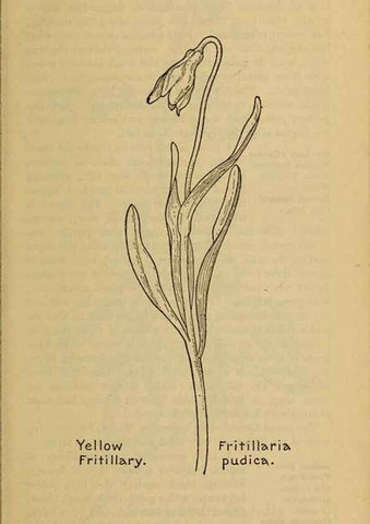 Reproducción/Reproduction 45938155995: Field book of western wild flowers /. New York :Putnam,1915.. 