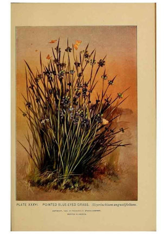 Reproducción/Reproduction 46127703754: A guide to the wild flowers.. New York,F. A. Stokes[1899]. 