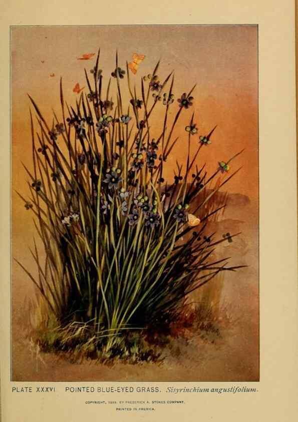 Reproducción/Reproduction 46127703754: A guide to the wild flowers.. New York,F. A. Stokes[1899]. 