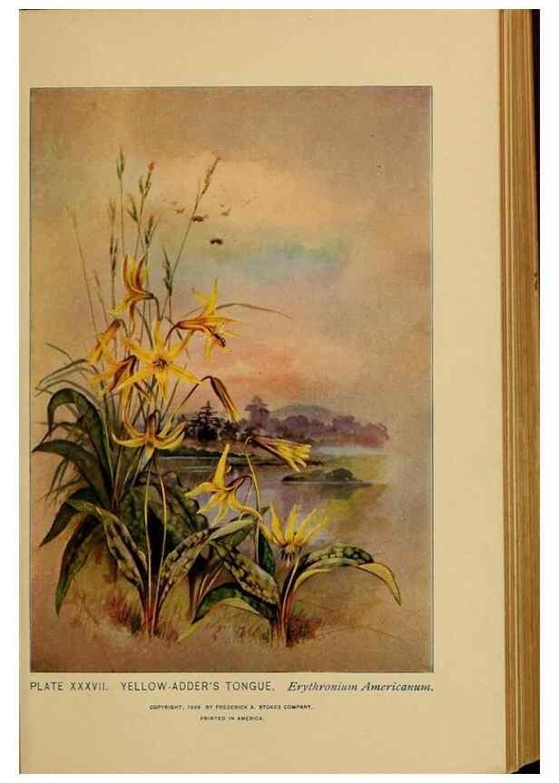 Reproducción/Reproduction 31911463247: A guide to the wild flowers.. New York,F. A. Stokes[1899]. 