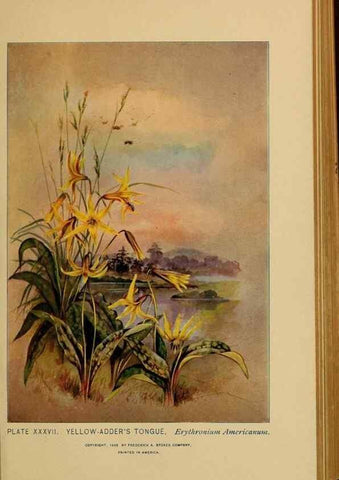 Reproducción/Reproduction 31911463247: A guide to the wild flowers.. New York,F. A. Stokes[1899]. 