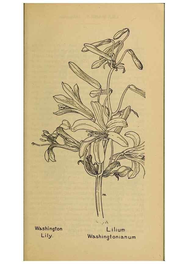 Reproducción/Reproduction 45938154905: Field book of western wild flowers /. New York :Putnam,1915.. 
