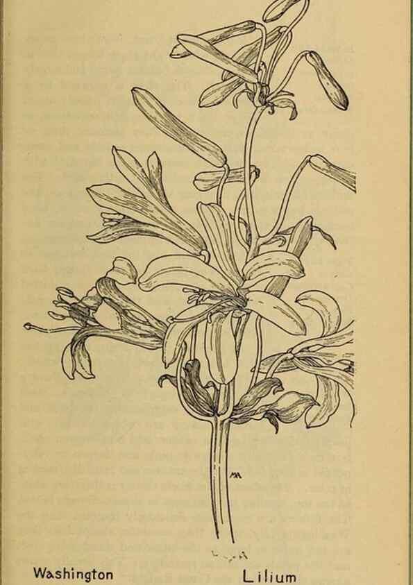 Reproducción/Reproduction 45938154905: Field book of western wild flowers /. New York :Putnam,1915.. 