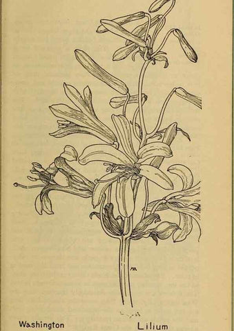 Reproducción/Reproduction 45938154905: Field book of western wild flowers /. New York :Putnam,1915.. 