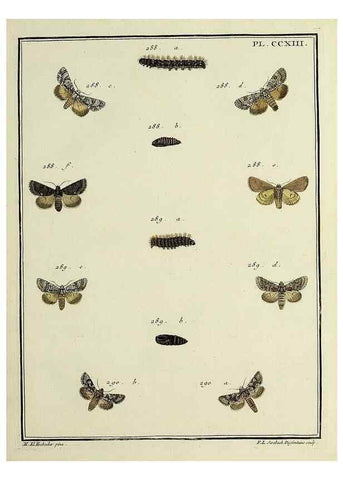 Reproducción/Reproduction 46811388542: Papillons d'Europe, peints d'après nature /. A Paris :Chez P.M. Delaguette, imprimeur-libraire ... ;1779-1792 [i.e. 1793]. 