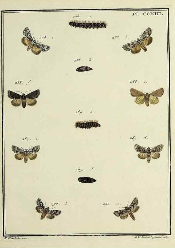 Reproducción/Reproduction 46811388542: Papillons d'Europe, peints d'après nature /. A Paris :Chez P.M. Delaguette, imprimeur-libraire ... ;1779-1792 [i.e. 1793]. 