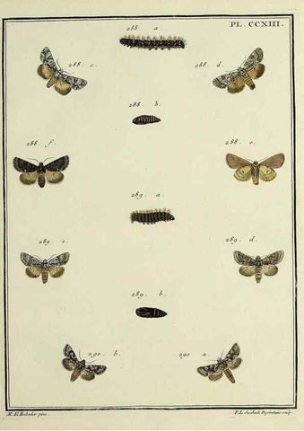 Reproducción/Reproduction 46811388542: Papillons d'Europe, peints d'après nature /. A Paris :Chez P.M. Delaguette, imprimeur-libraire ... ;1779-1792 [i.e. 1793]. 
