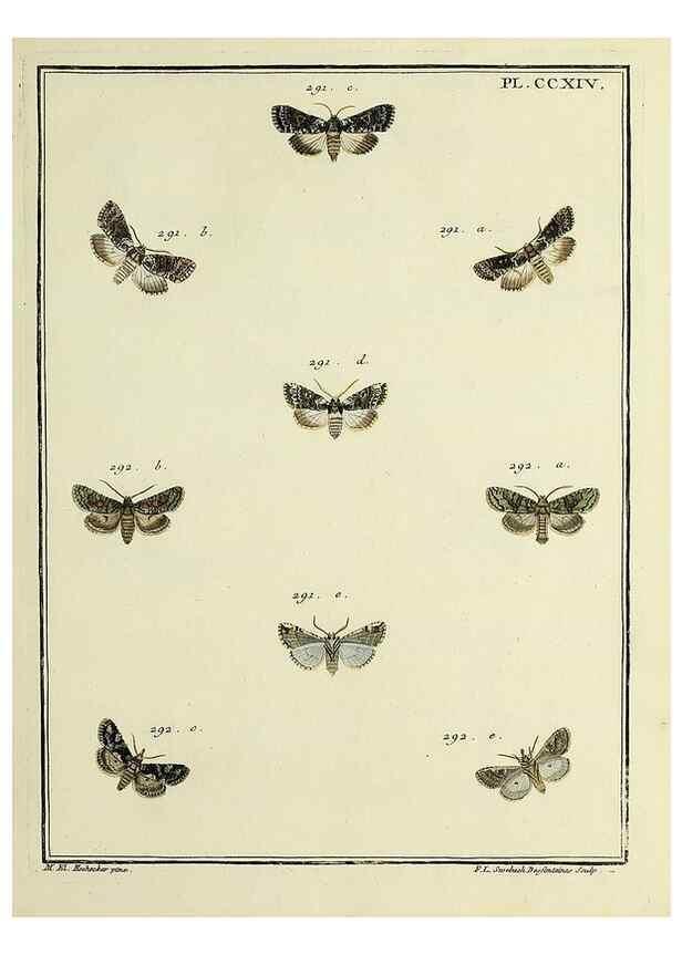 Reproducción/Reproduction 32988153548: Papillons d'Europe, peints d'après nature /. A Paris :Chez P.M. Delaguette, imprimeur-libraire ... ;1779-1792 [i.e. 1793]. 