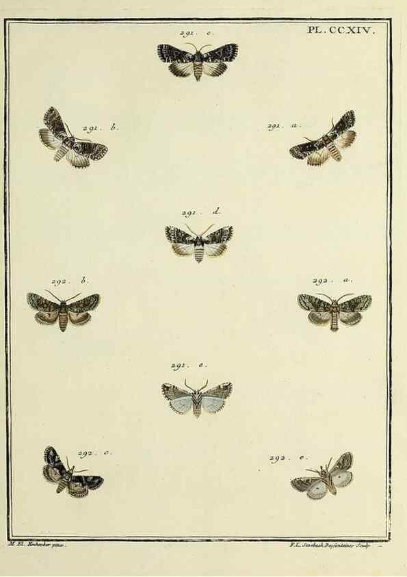 Reproducción/Reproduction 32988153548: Papillons d'Europe, peints d'après nature /. A Paris :Chez P.M. Delaguette, imprimeur-libraire ... ;1779-1792 [i.e. 1793]. 