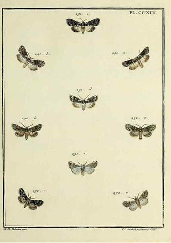 Reproducción/Reproduction 32988153548: Papillons d'Europe, peints d'après nature /. A Paris :Chez P.M. Delaguette, imprimeur-libraire ... ;1779-1792 [i.e. 1793]. 