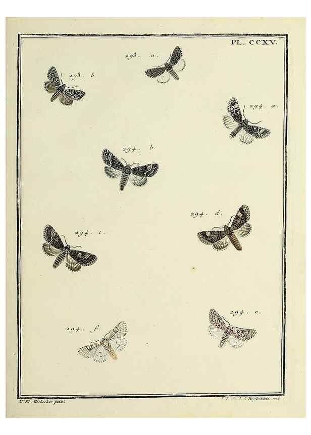 Reproducción/Reproduction 46863408171: Papillons d'Europe, peints d'après nature /. A Paris :Chez P.M. Delaguette, imprimeur-libraire ... ;1779-1792 [i.e. 1793]. 