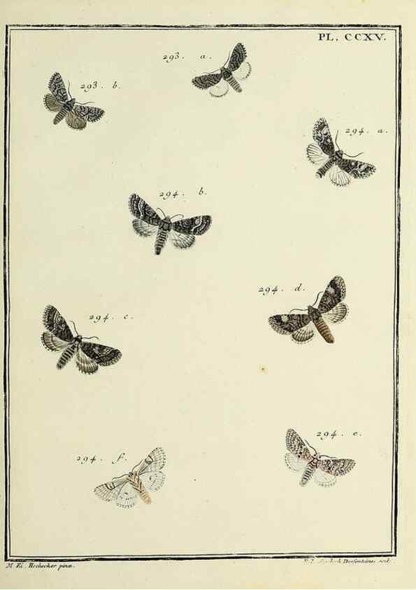 Reproducción/Reproduction 46863408171: Papillons d'Europe, peints d'après nature /. A Paris :Chez P.M. Delaguette, imprimeur-libraire ... ;1779-1792 [i.e. 1793]. 
