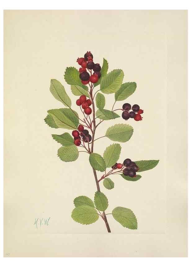 Reproducción/Reproduction 46002322725: North American wild flowers. Washington, D.C. :Smithsonian Institution,1925.. 