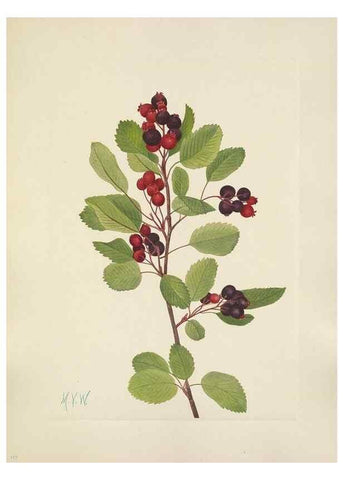 Reproducción/Reproduction 46002322725: North American wild flowers. Washington, D.C. :Smithsonian Institution,1925.. 
