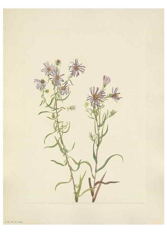 Reproducción/Reproduction 33041343978: North American wild flowers. Washington, D.C. :Smithsonian Institution,1925.. 