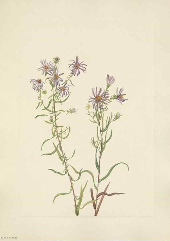 Reproducción/Reproduction 33041343978: North American wild flowers. Washington, D.C. :Smithsonian Institution,1925.. 