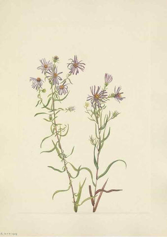 Reproducción/Reproduction 33041343978: North American wild flowers. Washington, D.C. :Smithsonian Institution,1925.. 
