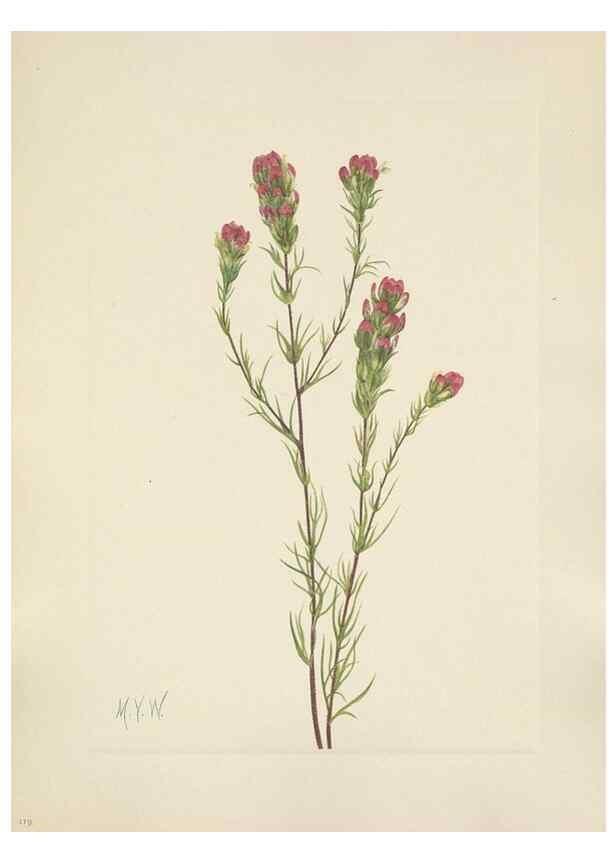 Reproducción/Reproduction 46916684821: North American wild flowers. Washington, D.C. :Smithsonian Institution,1925.. 